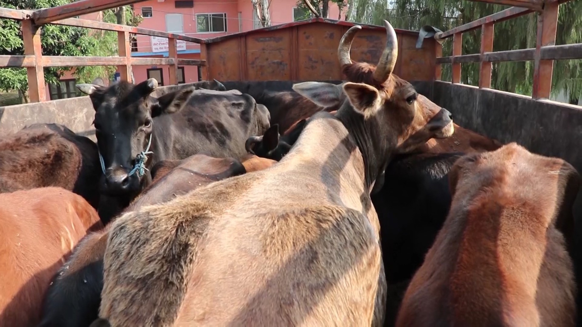 ४१ गाई नियन्त्रणमा