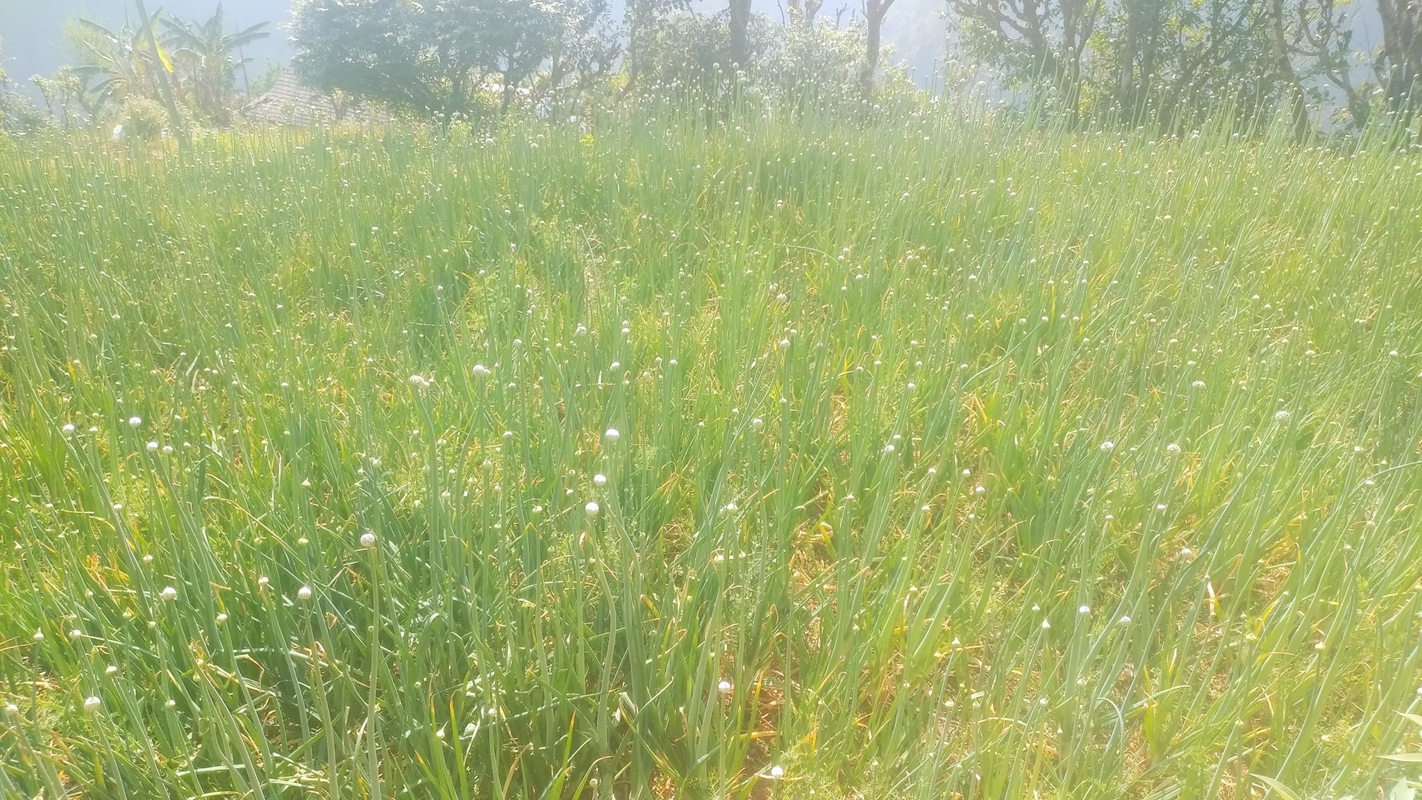 सिपालु टोलका किसानलाई नि:शुल्क विषादी वितरण