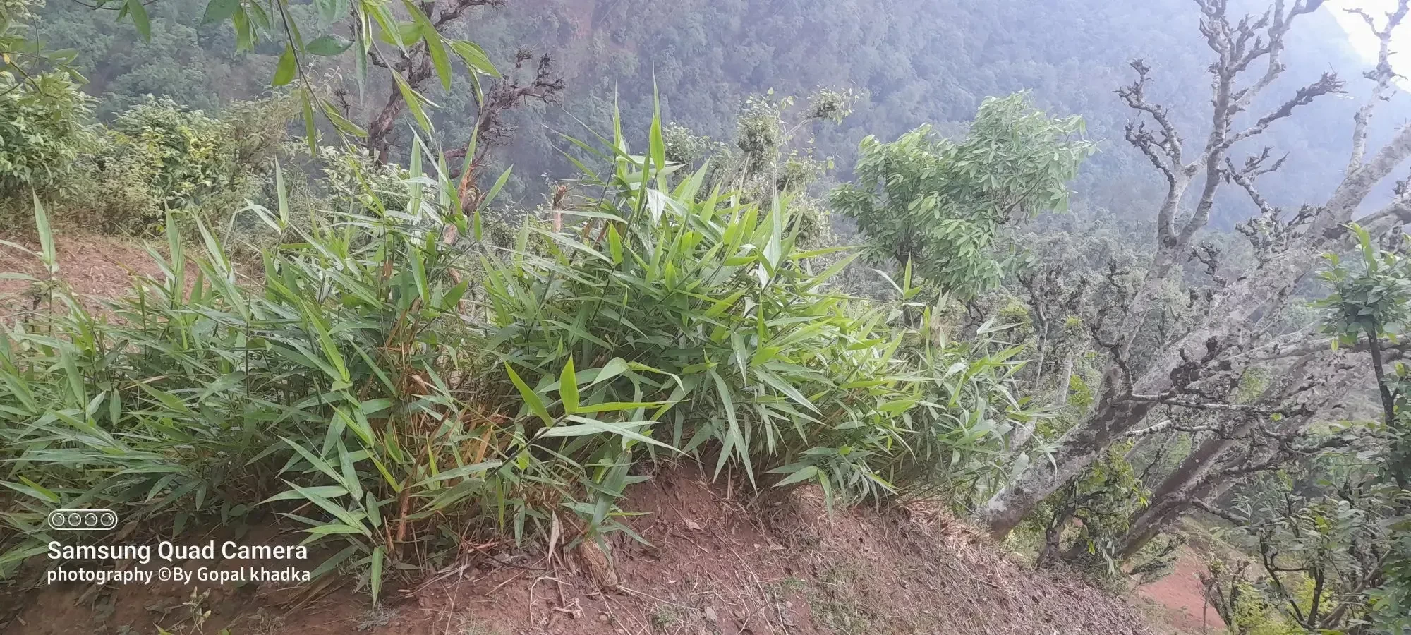 बजार भाउ नपाउँदा बारीको अम्लिसा घाँसमा मात्रै सिमित