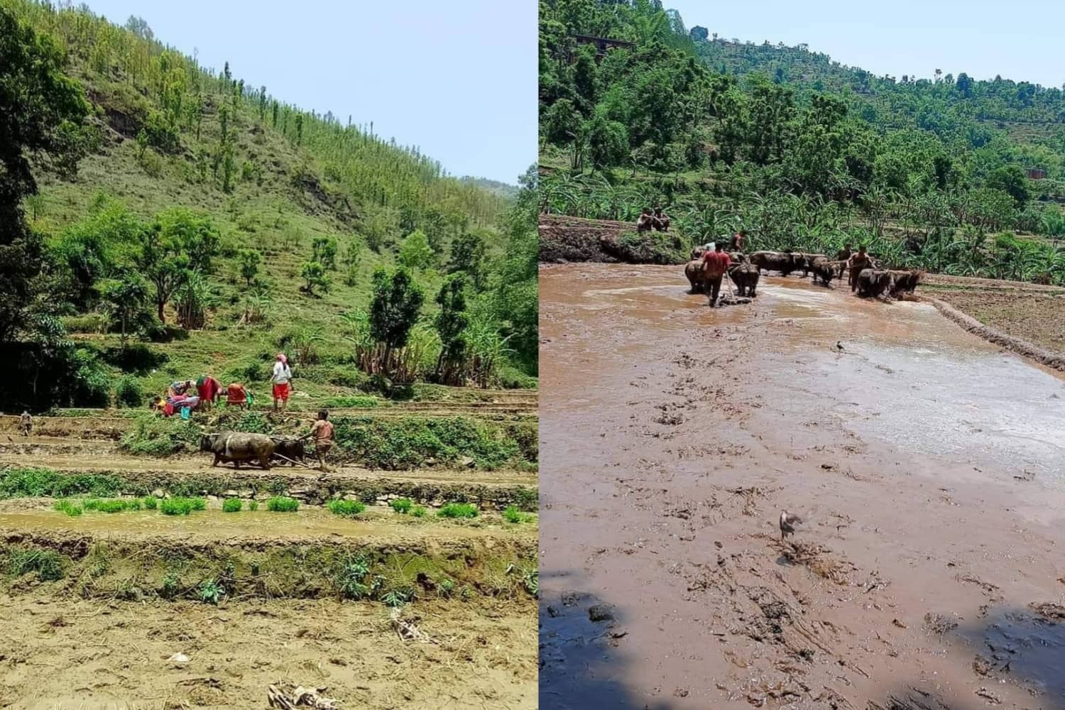 धान रोपाईमा जुटे किसान