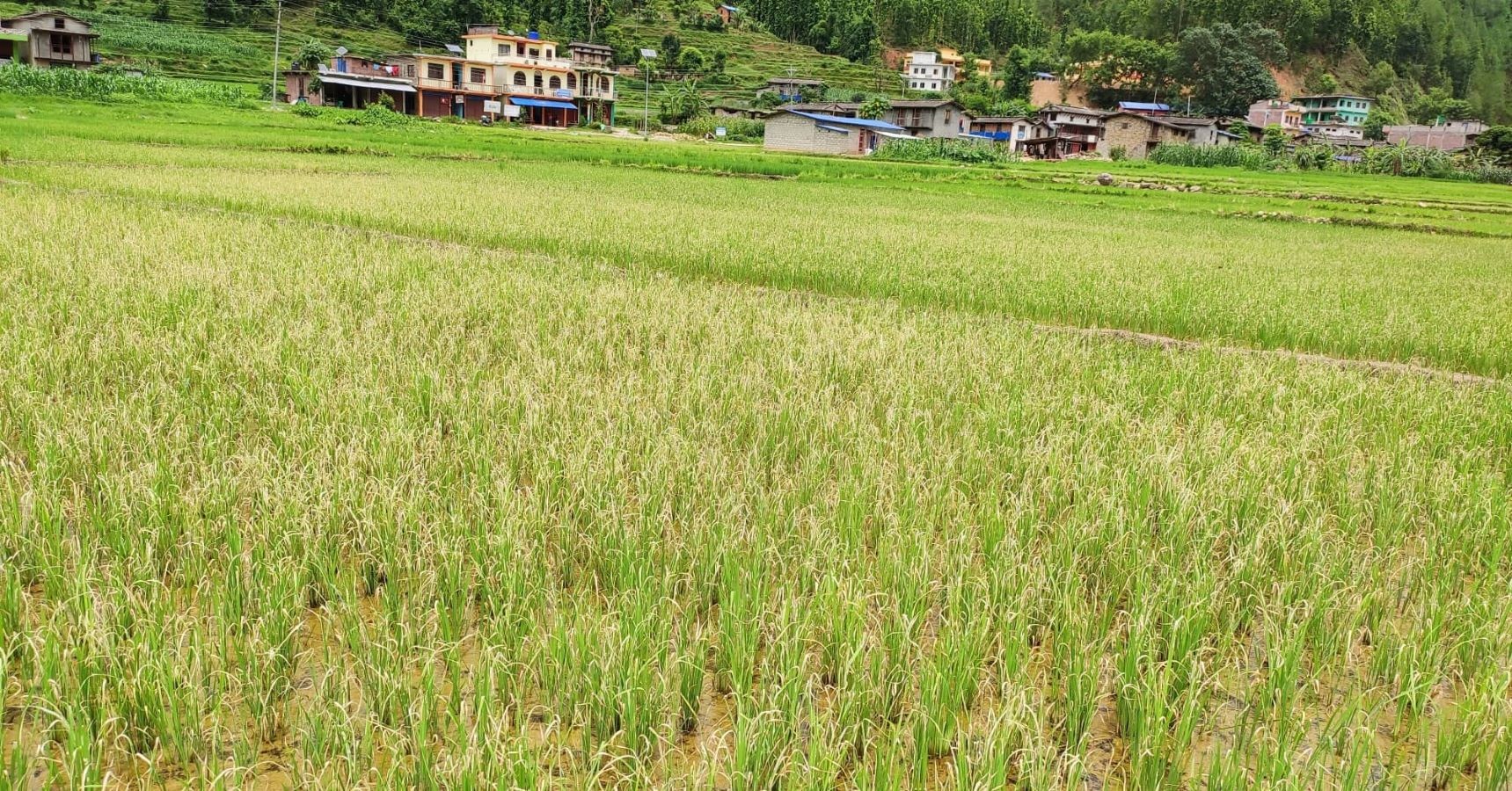 रोपेको धानमा काँडेदार खपटे किराको प्रकोप