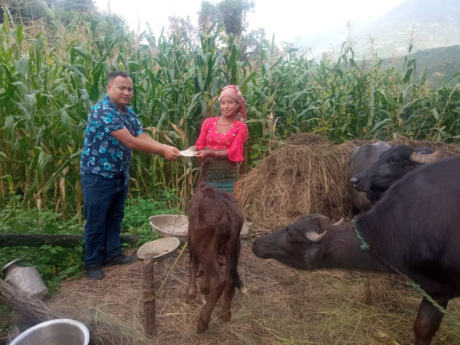 गोठमै पुगेर 'सुत्केरी भैसीलाई' भत्ता वितरण