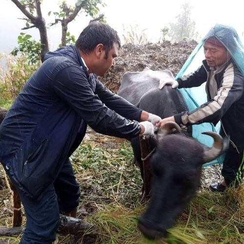 मुसीकोट १० का पशुचौपायालाई रेबिज विरुद्धको खोप