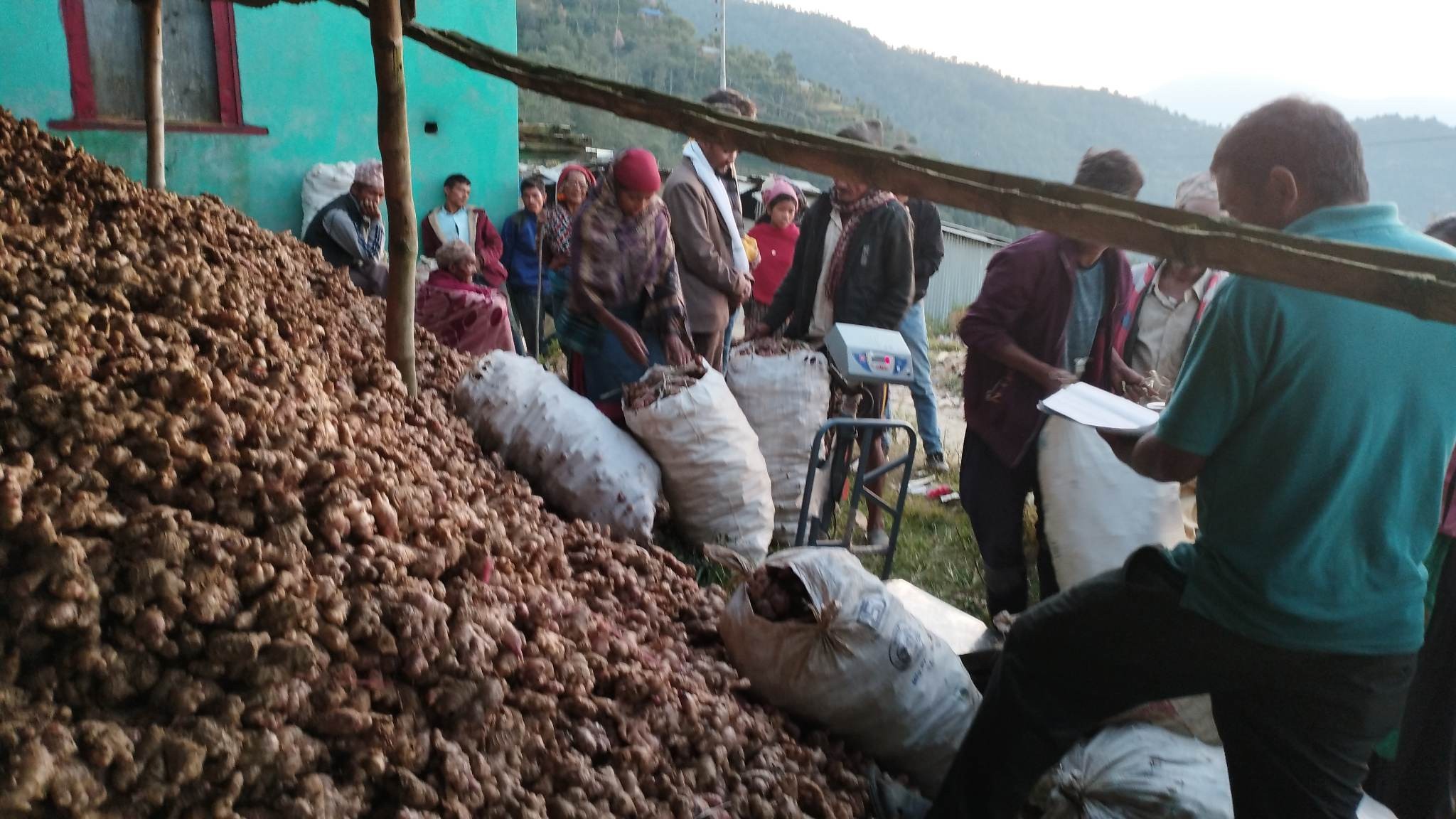 अदुवा किन्न बारीमै व्यापारी, रुकुमबाट १८ सय मेट्रिक टन अदुवा निर्यात