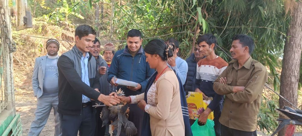 चौरजहारीद्वारा सुनौला हजार दिनका आमालाई कुखुरा वितरण