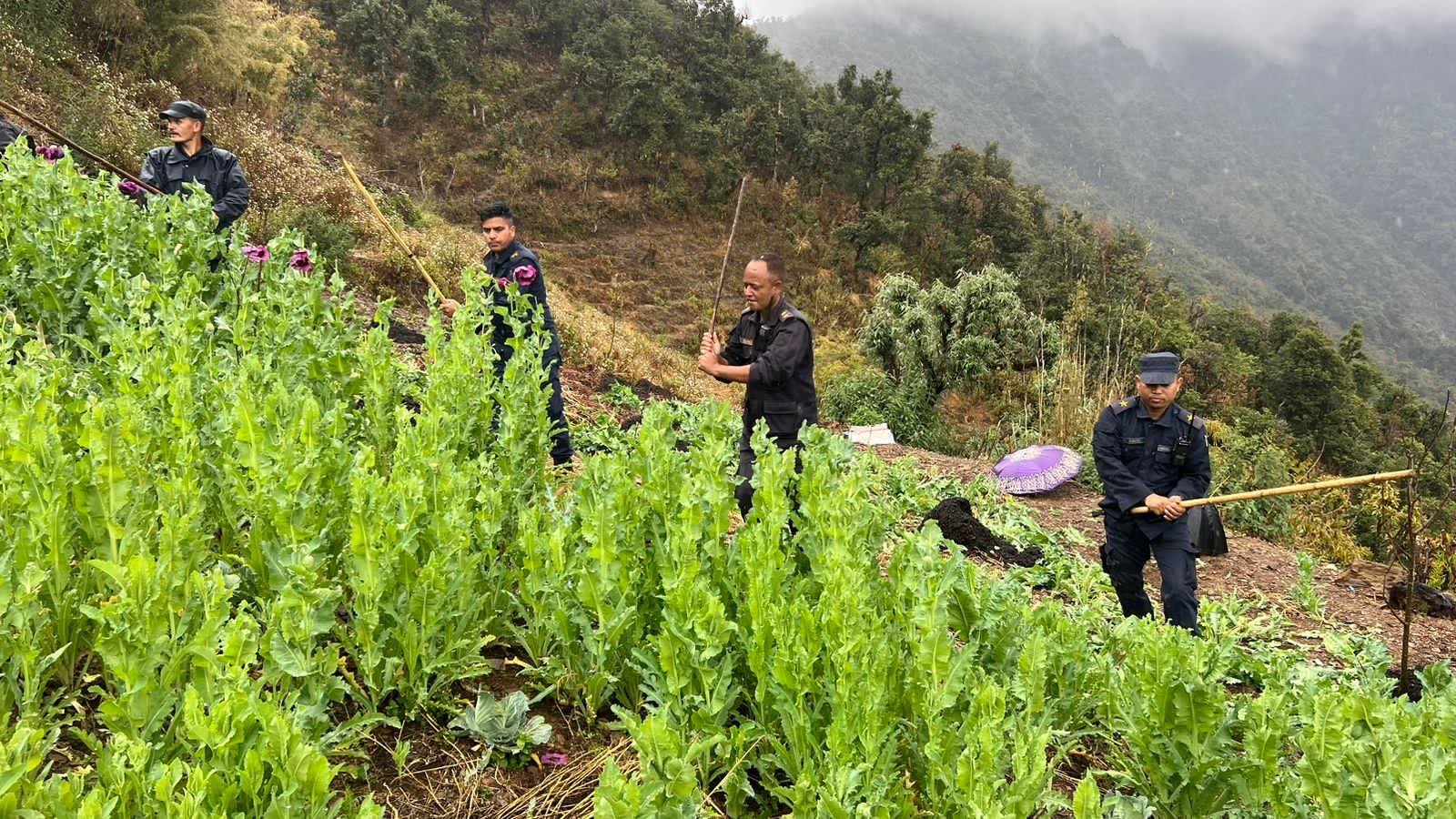 पाखोबारीमा लगाईएको अफिम खेती फडानी