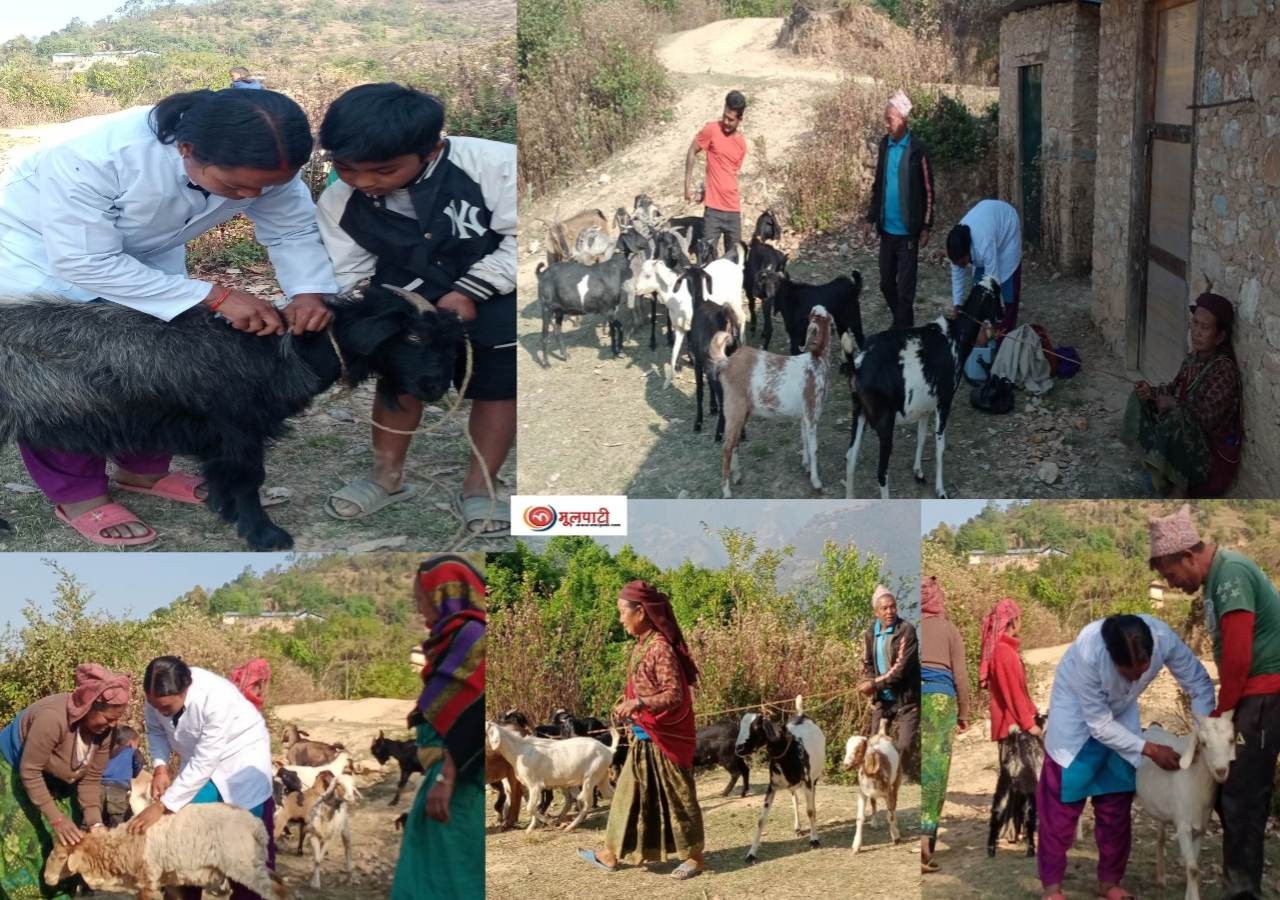 भूमेको सिमावर्ती क्षेत्रका दश हजार भेडाबाख्रालाई निशुल्क पिपिआर खोप