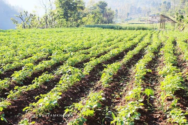 मुसिकोट १३ मा आलुको उत्पादन राम्रो, तर बजार छैन