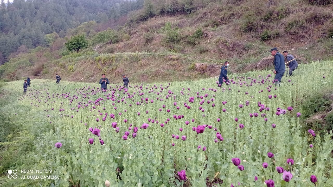 रुकुम पूर्वमा प्रहरीद्वारा २१० रोपनी जग्गामा लगाईएको अफिम खेती नष्ट