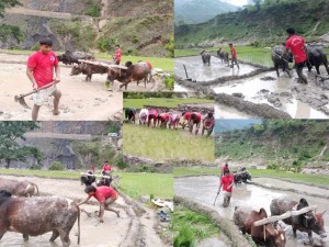 नेकपाको आत्मनिर्भर नीति : रुकुममा ३० कठ्ठा जमिनमा रोपाईँ गर्दै