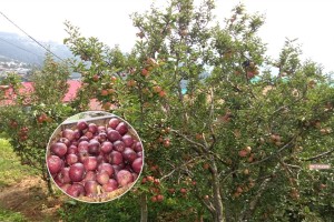 गोतमकोटमा फलेका स्याउ बिक्रिको लागि बजार अभाव 