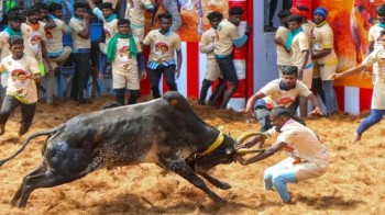 भारतमा साँढे जुधाइ प्रतियोगिताको क्रममा सात जनाको मृत्यु, चार सय बढी घाईते