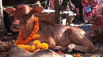 आज यमपञ्चक : गाई, गोरु, गोवर्द्धन र हली पुजा गरिदैं