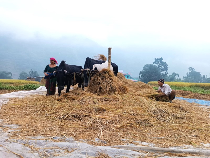 चाडवाडको बेला किसानलाई धान ढल्याउने चटारो (फोटो फिचर)