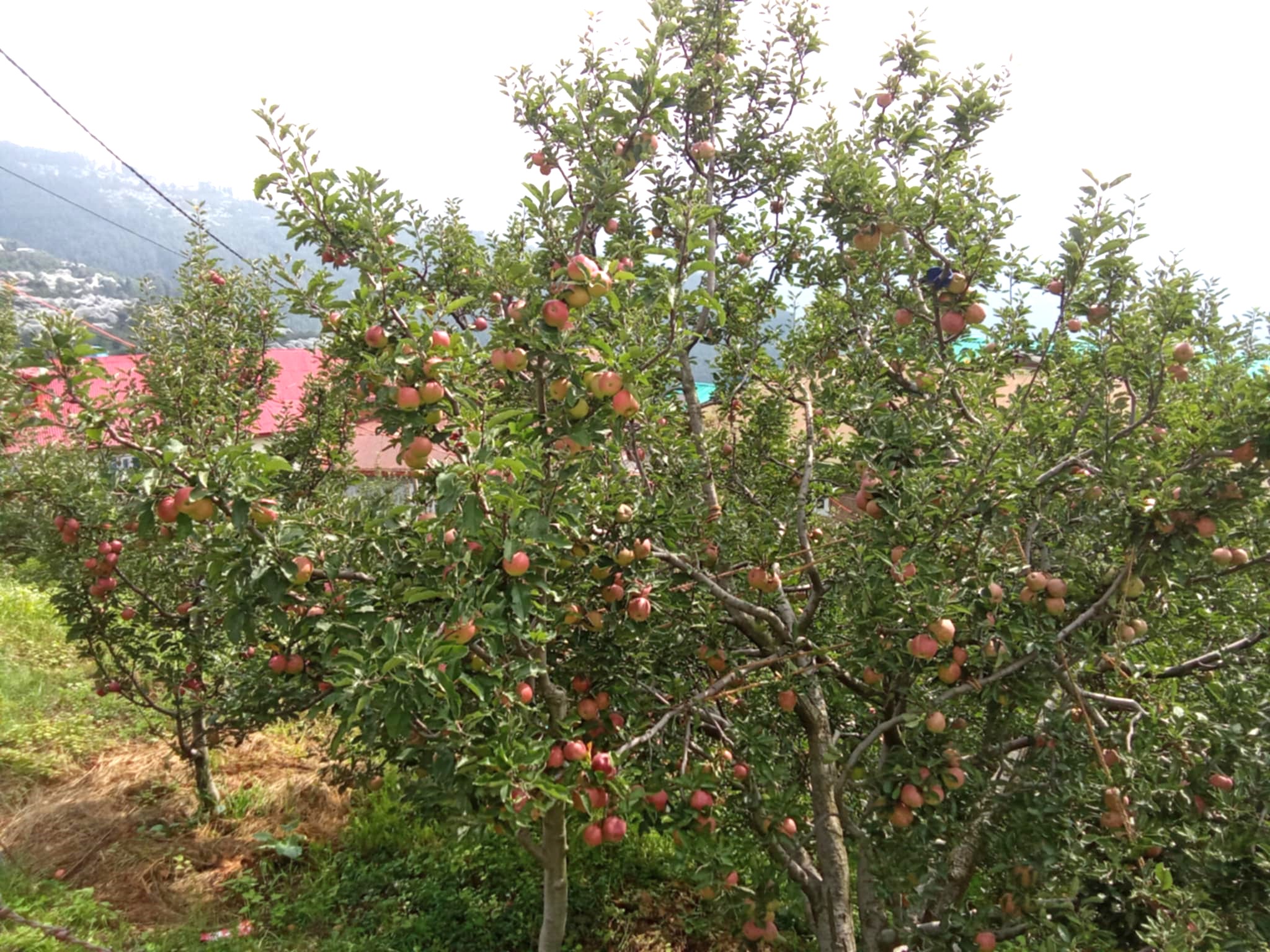 Apple_Rukum_Raju-(1)-1724145105.jpg